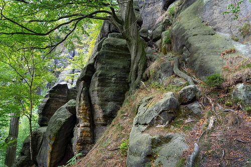 Trees and Rocks in the Elbe Sandstone Mountains