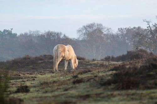wild paard op de Veluwe