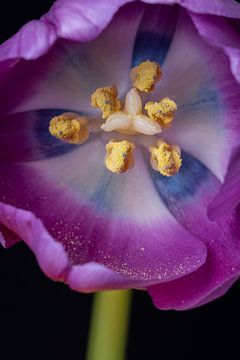 De binnenzijde van een tulp! van Ronald van Kooten