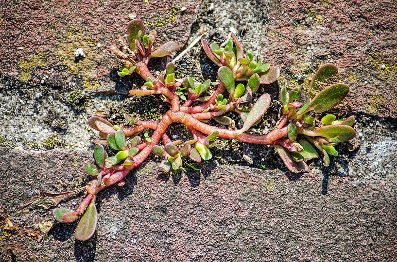 The Pioneer by Frans Blok - photos, art and other wall decoration