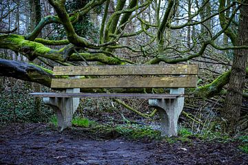 An empty bench in the park by Jan Van Bizar