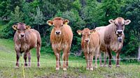 Koeien in Zwitserland van Arie Bon thumbnail