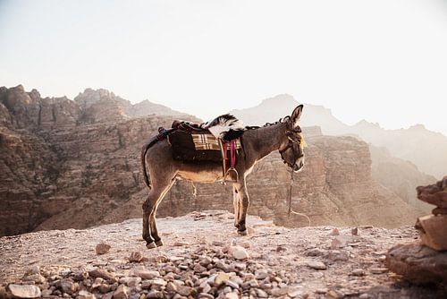 Ezel tussen de Jordaanse bergen