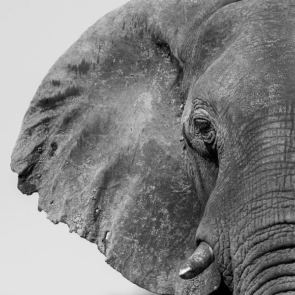 Olifant in Afrika van Omega Fotografie