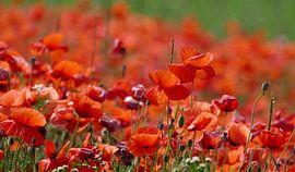 Klatschmohnsommer von christine b-b müller