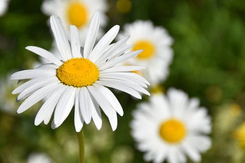 Gänseblümchen im Garten