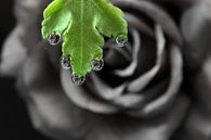 Zwarte roos met waterdruppel en reflectie van Inge van den Brande thumbnail