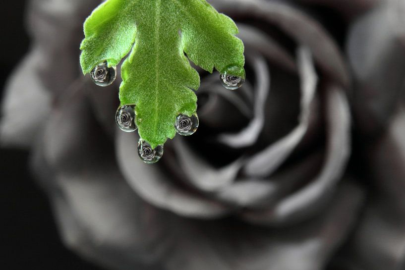 Schwarze Rose mit Wassertropfen und Reflexion von Inge van den Brande