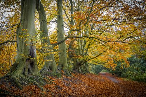 Herfst en bos van Dirk van Egmond
