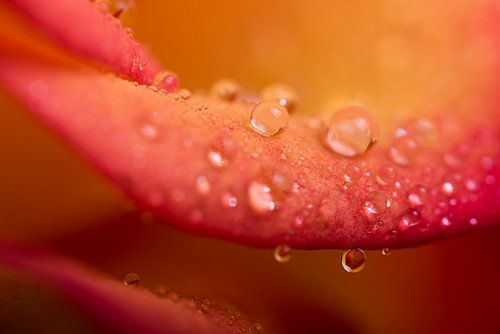 Druppels op een rozenblad