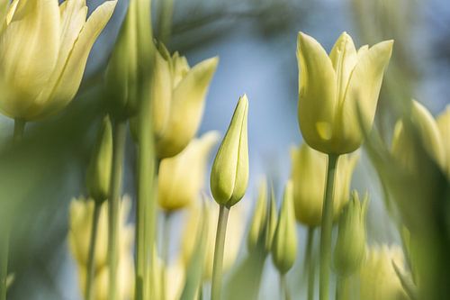 Tulipes jaunes