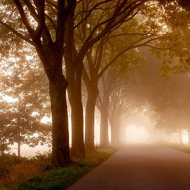 Foggy country road in the early morning by Alexander Cox