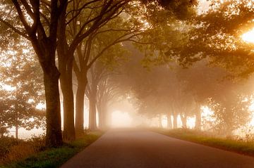 Mistige landweg in de vroege ochtend van Alexander Cox