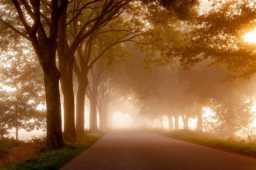 Foggy country road in the early morning by Alexander Cox