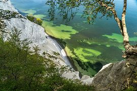 Côte abrupte et falaises de craie Møns Klint, île de Mön, Danemark, Europe | falaises de craie abrup
