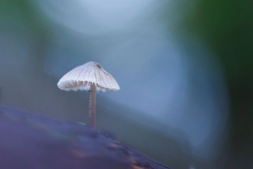 champignon par Pim Leijen