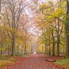 Herfstkleuren in het bos van Jan Poppe