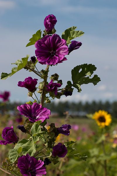 Het groot kaasjeskruid Malva sylvestris is een vaste plant uit de kaasjeskruidfamilie de kaasjeskrui van W J Kok