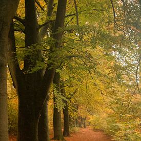 Herfst landschap in een bos in Utrecht van Kyra Hoekema