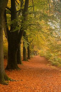 Herfst landschap in een bos in Utrecht van Kyra Hoekema