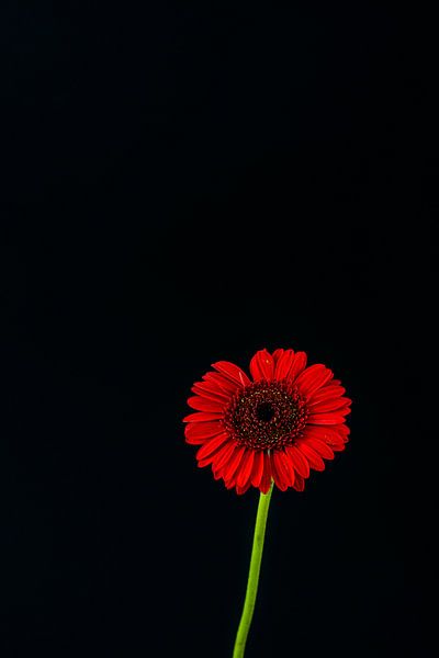 Red Gerbera by Patrick Herzberg