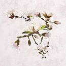 Magnolia by Klaartje Majoor thumbnail