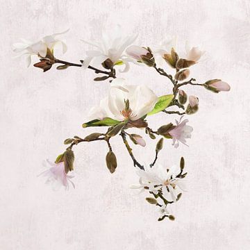 Magnolia van Klaartje Majoor