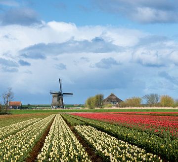 Windmill with tulip flower fields in the countryside by iPics Photography