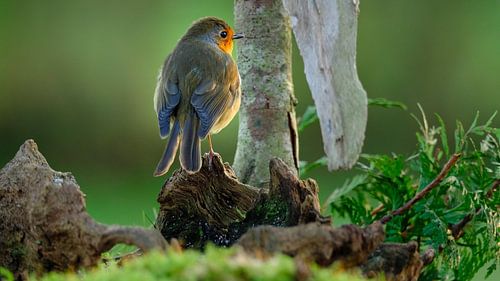 Robins