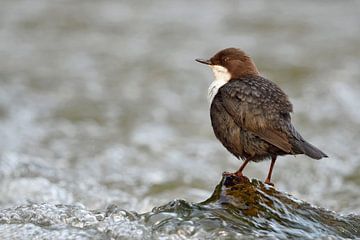 White-throated Dipper ( Cinclus cinclus ) perched on a rock in fast flowing water of a mountain cree