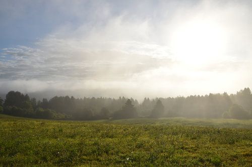 Een mist op een lentemorgen