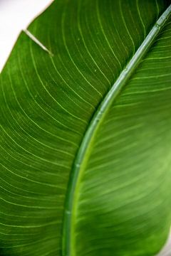 Puur groen blad detail van Pictorine