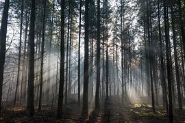 L'automne dans la forêt