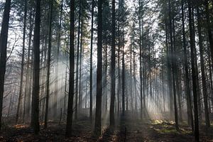 Herbst im Wald