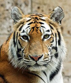 Tijger frontaal portret von Erik Wouters