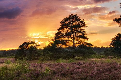 Zonsondergang boven de heide
