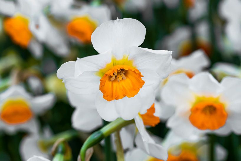 Gros plan sur un narcisse géranium aux fleurs blanches et oranges par Dieter Meyer