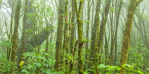 Forêt tropicale nuageuse sur Chris Stenger