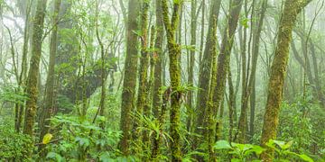 Tropischer Nebelwald von Chris Stenger