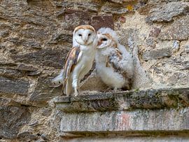 Cuddling time with the barn owls by Teresa Bauer