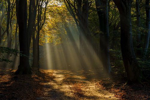 L'automne dans le Speulderbos sur Kim Claessen