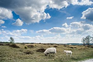 Weidende Schafe in der niederländischen Landschaft