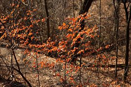 Vorfrühling von Thomas Jäger
