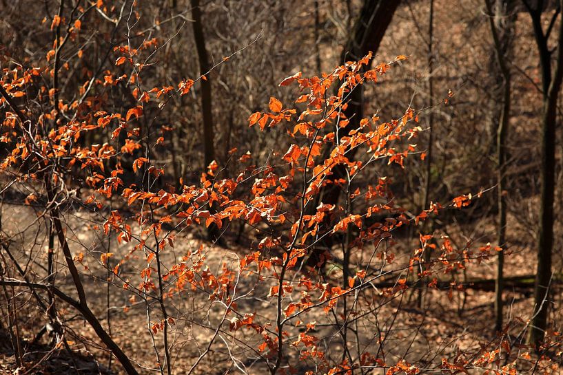 Early Spring by Thomas Jäger