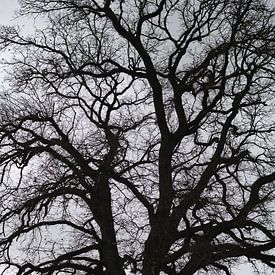 Ein imposanter düsterer Baum von Herman Moor