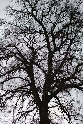 Ein imposanter düsterer Baum