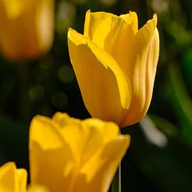 Tulipes sur Erik Koole