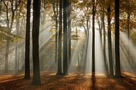 Sonnenstrahlen im Buchenwald im Herbst | Utrechtse Heuvelrug von Sjaak den Breeje Miniaturansicht