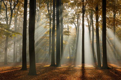 Rayons de soleil dans la forêt de hêtres en automne | Utrechtse Heuvelrug