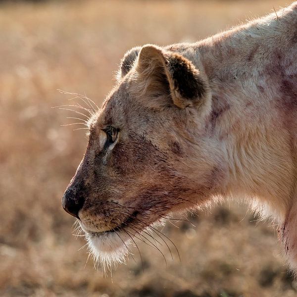 Lions series "Dinner" 3 by Rob Smit